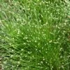 Naaldgras (Scirpus Cernuus) -Tuinplanten Winkel scirpuscernuusv01