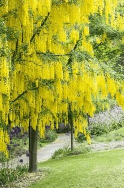 Gouden Regen (Laburnum Watereri 'Vossii') Op Stam