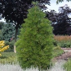 Japanse Parasolden (Sciadopitys Verticilata) -Tuinplanten Winkel scvertic 7
