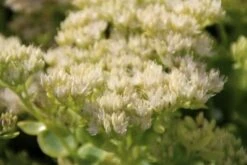 Vetkruid (Sedum Spectabile 'Iceberg') -Tuinplanten Winkel sedum spectabile iceberg b 2