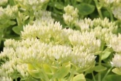 Vetkruid (Sedum Spectabile 'Iceberg') -Tuinplanten Winkel sedum spectabile iceberg b 3
