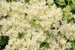 Vetkruid (Sedum Spectabile 'Iceberg') -Tuinplanten Winkel sedum spectabile iceberg b 4