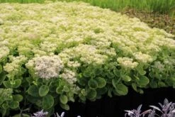 Vetkruid (Sedum Spectabile 'Iceberg') -Tuinplanten Winkel sedum spectabile iceberg b 5