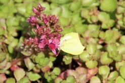 Vetkruid (Sedum Spurium 'Schorbuser Blut') 10 Vetkruid (Sedum Spurium 'Schorbuser Blut') -Tuinplanten Winkel sedum spurium schorbuser blut