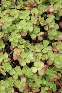 Vetkruid (Sedum Spurium 'Schorbuser Blut') 13 Vetkruid (Sedum Spurium 'Schorbuser Blut') -Tuinplanten Winkel sedum spurium schorbuser blut 1