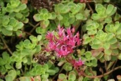 Vetkruid (Sedum Spurium 'Schorbuser Blut') 12 Vetkruid (Sedum Spurium 'Schorbuser Blut') -Tuinplanten Winkel sedum spurium schorbuser blut 2