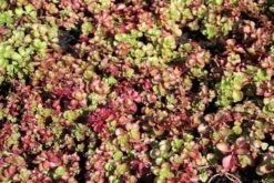Vetkruid (Sedum Spurium 'Schorbuser Blut') 11 Vetkruid (Sedum Spurium 'Schorbuser Blut') -Tuinplanten Winkel sedum spurium schorbuser blut 3
