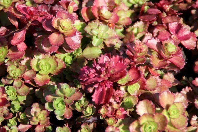 Vetkruid (Sedum Spurium 'Schorbuser Blut') 4 Vetkruid (Sedum Spurium 'Schorbuser Blut') - Afbeelding 2