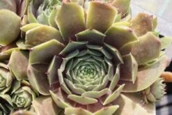 Huislook (Sempervivum 'Feldmaier') 5 Huislook (Sempervivum 'Feldmaier') -Tuinplanten Winkel sempervivum feldmaier