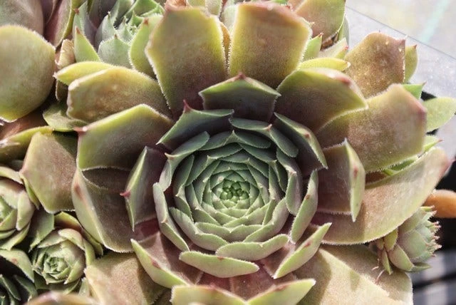 Huislook (Sempervivum 'Feldmaier') 4 Huislook (Sempervivum 'Feldmaier') - Afbeelding 2