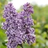 Tweekleurige Sering Op Stam (Syringa Vulgaris 'Sensation') -Tuinplanten Winkel sensation 1 1