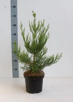 Mammoetboom (Sequoiadendron Giganteum) 23 Mammoetboom (Sequoiadendron Giganteum) -Tuinplanten Winkel seqouiadendron giganteum 40 50 co. 3l kopie
