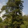 Kustmammoetboom (Sequoia Sempervirens) -Tuinplanten Winkel sequoia sempervirens