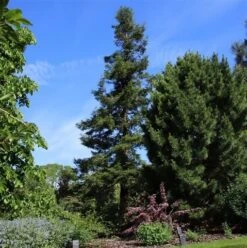 Kustmammoetboom (Sequoia Sempervirens) -Tuinplanten Winkel sequoia sempervirens 1