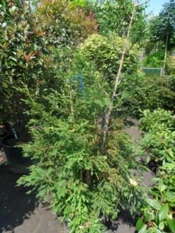 Kustmammoetboom (Sequoia Sempervirens) -Tuinplanten Winkel sequoia sempervirens 150 175 c35