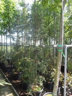 Kustmammoetboom (Sequoia Sempervirens) -Tuinplanten Winkel sequoia sempervirens 200 250 c35 1