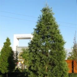 Kustmammoetboom (Sequoia Sempervirens) -Tuinplanten Winkel sequoiadendron giganteum