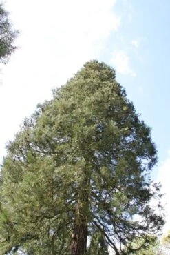 Mammoetboom (Sequoiadendron Giganteum) 29 Mammoetboom (Sequoiadendron Giganteum) -Tuinplanten Winkel sequoiadendron giganteum 1