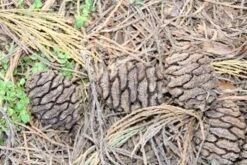 Mammoetboom (Sequoiadendron Giganteum) 32 Mammoetboom (Sequoiadendron Giganteum) -Tuinplanten Winkel sequoiadendron giganteum 3