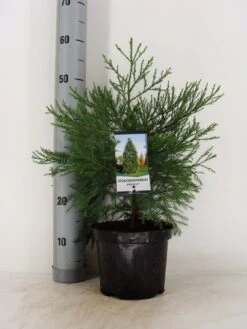 Mammoetboom (Sequoiadendron Giganteum) 34 Mammoetboom (Sequoiadendron Giganteum) -Tuinplanten Winkel sequoiadendron giganteum c3 m