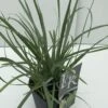Blauwgras (Sesleria Heufleriana) -Tuinplanten Winkel sesleria heufleriana v2