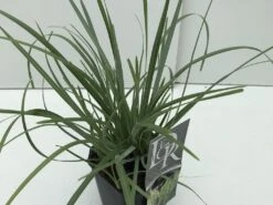 Blauwgras (Sesleria Heufleriana)