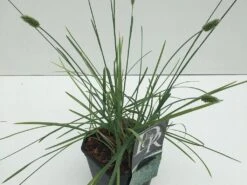 Blauwgras (Sesleria Nitida) -Tuinplanten Winkel sesleria nitida v2