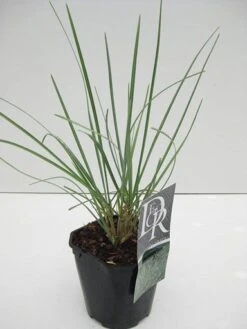 Blauwgras (Sesleria Nitida)