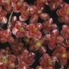 Vetkruid (Sedum Spurium 'Schorbuser Blut') -Tuinplanten Winkel sessblut 1