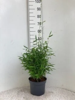 Niet Woekerende Bamboe (Fargesia Murieliae 'Simba') -Tuinplanten Winkel simba 23