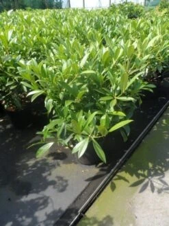 Skimmia (Skimmia Confusa 'Kew Green') -Tuinplanten Winkel skimmia confusa kew green 40 50 60 c7 10