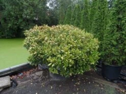 Skimmia (Skimmia Japonica 'Rubella') -Tuinplanten Winkel skimmia japonica rubella doorsnede 180 200 aanlegkwaliteit