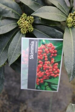 Skimmia (Skimmia Reevesiana) -Tuinplanten Winkel skimmia reevesiana