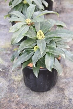 Skimmia (Skimmia Reevesiana) -Tuinplanten Winkel skimmia reevesiana 1
