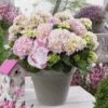 Hortensia Soft Pink Salsa (Hydrangea 'Music Collection') 1 Hortensia Soft Pink Salsa (Hydrangea 'Music Collection') -Tuinplanten Winkel soft pink salsa 2