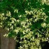 Grote Honingboom (Sophora Japonica 'Regent') -Tuinplanten Winkel sophora