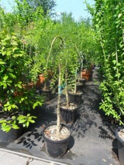 Honingboom Op Stam (Sophora Japonica 'Pendula') -Tuinplanten Winkel sophora japonica pendula halfstam c30