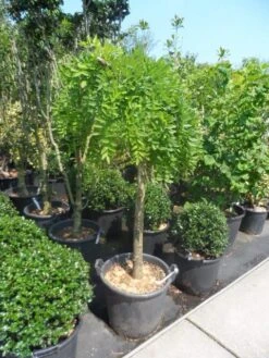 Honingboom Op Stam (Sophora Japonica 'Pendula') -Tuinplanten Winkel sophora japonica pendula halfstam c50