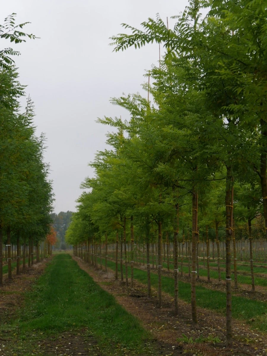 Grote Honingboom (Sophora Japonica 'Regent') 4 Grote Honingboom (Sophora Japonica 'Regent') - Afbeelding 2