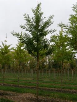 Grote Honingboom (Sophora Japonica 'Regent') 7 Grote Honingboom (Sophora Japonica 'Regent') -Tuinplanten Winkel sophora japonica regent 25 30 lv