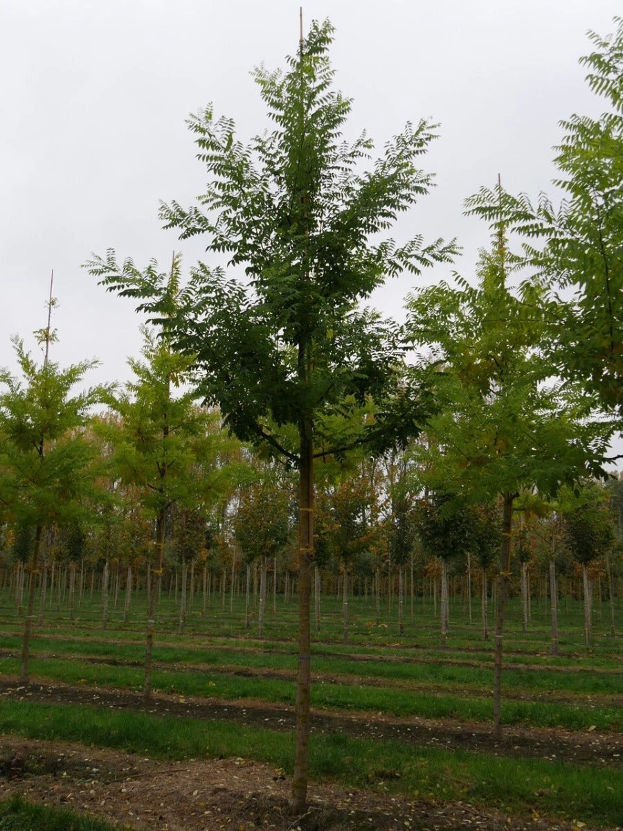 Grote Honingboom (Sophora Japonica 'Regent') 5 Grote Honingboom (Sophora Japonica 'Regent') - Afbeelding 3