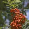 Gewone Lijsterbes (Sorbus Aucuparia) -Tuinplanten Winkel sorbus aucuparia