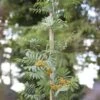 Lijsterbes (Sorbus Aucuparia 'Edulis') -Tuinplanten Winkel sorbus aucuparia02 2