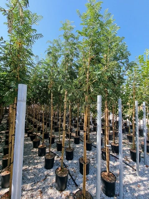 Gewone Lijsterbes (Sorbus Aucuparia) 6 Gewone Lijsterbes (Sorbus Aucuparia) - Afbeelding 4