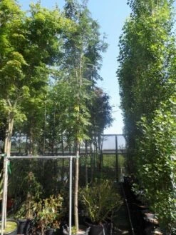 Lijsterbes (Sorbus Aucuparia 'Edulis') -Tuinplanten Winkel sorbus aucuparia edulis 14 16ho cont