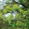 Spaanse Aak Als Dakboom (Acer Campestre) -Tuinplanten Winkel spaanse aak acer campestre 7 25b 4