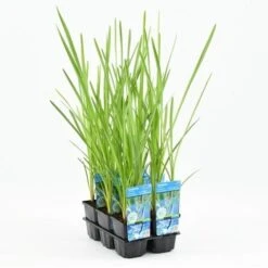 Grote Egelskop (Sparganium Erectum) -Tuinplanten Winkel sparganium erectum 20180425104548 m 10820 p9