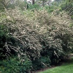 Spierstruik (Spiraea Cinerea 'Grefsheim') 10 Spierstruik (Spiraea Cinerea 'Grefsheim') -Tuinplanten Winkel spcgrefs 30 6