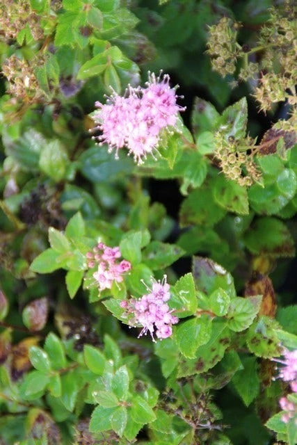 Spierstruik (Spiraea Japonica 'Little Princess') 9 Spierstruik (Spiraea Japonica 'Little Princess') - Afbeelding 7