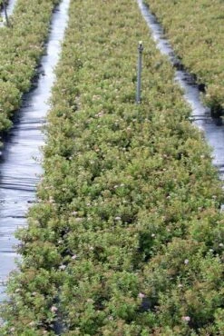 Spierstruik (Spiraea Japonica 'Little Princess') 17 Spierstruik (Spiraea Japonica 'Little Princess') -Tuinplanten Winkel spirae jap. little princess 2